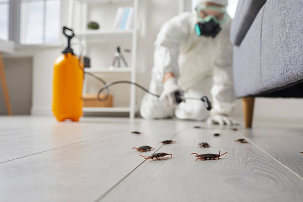 Commercial Rodent Management in Campo